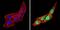 Calsequestrin-1 antibody, NB120-3516, Novus Biologicals, Immunofluorescence image 