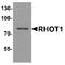 Mitochondrial Rho GTPase 1 antibody, TA349118, Origene, Western Blot image 