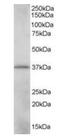 CRK Like Proto-Oncogene, Adaptor Protein antibody, orb18870, Biorbyt, Western Blot image 