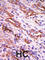 Rhodopsin kinase antibody, abx033108, Abbexa, Western Blot image 