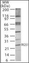 Regulator Of G Protein Signaling 1 antibody, orb87836, Biorbyt, Western Blot image 