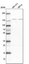 Serine/threonine-protein phosphatase 2A regulatory subunit B subunit alpha antibody, PA5-57415, Invitrogen Antibodies, Western Blot image 