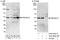 Protein Kinase CAMP-Dependent Type I Regulatory Subunit Alpha antibody, A303-683A, Bethyl Labs, Western Blot image 