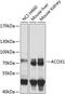 Peroxisomal acyl-coenzyme A oxidase 1 antibody, GTX32989, GeneTex, Western Blot image 