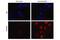 FosB Proto-Oncogene, AP-1 Transcription Factor Subunit antibody, 2263S, Cell Signaling Technology, Immunofluorescence image 