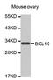 BCL10 Immune Signaling Adaptor antibody, abx126841, Abbexa, Western Blot image 