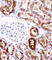 Na(+)/H(+) exchange regulatory cofactor NHE-RF3 antibody, abx028358, Abbexa, Western Blot image 