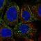 Platelet-derived growth factor D antibody, NBP2-55053, Novus Biologicals, Immunocytochemistry image 
