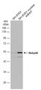 RB Binding Protein 4, Chromatin Remodeling Factor antibody, GTX114707, GeneTex, Western Blot image 