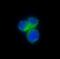 C-C Motif Chemokine Receptor 8 antibody, M03518, Boster Biological Technology, Immunofluorescence image 