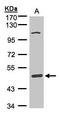 Scavenger receptor class A member 3 antibody, LS-C185378, Lifespan Biosciences, Western Blot image 