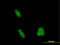 DNA excision repair protein ERCC-1 antibody, LS-C197152, Lifespan Biosciences, Immunofluorescence image 