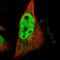 Secernin 2 antibody, HPA023434, Atlas Antibodies, Immunofluorescence image 