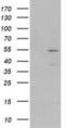 Myocyte Enhancer Factor 2C antibody, NBP2-00493, Novus Biologicals, Western Blot image 