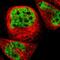 ERH MRNA Splicing And Mitosis Factor antibody, HPA002567, Atlas Antibodies, Immunofluorescence image 