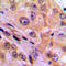 p65 antibody, LS-C354101, Lifespan Biosciences, Immunohistochemistry paraffin image 