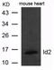 DNA-binding protein inhibitor ID-2 antibody, 79-723, ProSci, Western Blot image 