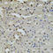 hPot1 antibody, LS-C331495, Lifespan Biosciences, Immunohistochemistry frozen image 