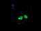 Glutamyl Aminopeptidase antibody, TA503962, Origene, Immunofluorescence image 