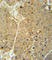 Alcohol Dehydrogenase 1C (Class I), Gamma Polypeptide antibody, abx032551, Abbexa, Western Blot image 