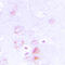Erythrocyte Membrane Protein Band 4.1 Like 2 antibody, LS-C352159, Lifespan Biosciences, Immunohistochemistry paraffin image 