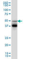 HNF-3-beta antibody, LS-C133253, Lifespan Biosciences, Western Blot image 