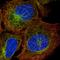 Zinc Finger Protein 835 antibody, HPA051136, Atlas Antibodies, Immunofluorescence image 