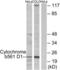 Cytochrome B561 Family Member D1 antibody, LS-C119400, Lifespan Biosciences, Western Blot image 