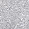 AHNAK Nucleoprotein 2 antibody, HPA004145, Atlas Antibodies, Immunohistochemistry frozen image 