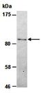 SWI/SNF Related, Matrix Associated, Actin Dependent Regulator Of Chromatin, Subfamily A Like 1 antibody, orb66745, Biorbyt, Western Blot image 