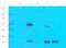 FEV Transcription Factor, ETS Family Member antibody, orb385444, Biorbyt, Western Blot image 