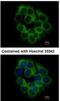 Killer cell immunoglobulin-like receptor 2DS2 antibody, NBP2-15005, Novus Biologicals, Immunocytochemistry image 