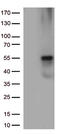 Keratin 8 antibody, TA806987, Origene, Western Blot image 