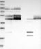 CDC42 Effector Protein 4 antibody, NBP1-88380, Novus Biologicals, Western Blot image 