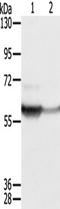 Lysosomal protective protein antibody, TA350301, Origene, Western Blot image 