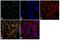 Ras-related protein Rab-3D antibody, PA1-773, Invitrogen Antibodies, Immunofluorescence image 