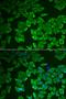 Corticotropin-releasing factor-binding protein antibody, orb373425, Biorbyt, Immunofluorescence image 