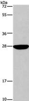 Dual Specificity Phosphatase 19 antibody, PA5-50222, Invitrogen Antibodies, Western Blot image 