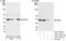 PHD Finger Protein 6 antibody, A301-452A, Bethyl Labs, Immunoprecipitation image 