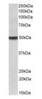 1,25-dihydroxyvitamin D(3) 24-hydroxylase, mitochondrial antibody, orb125085, Biorbyt, Western Blot image 