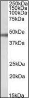 ATPase Na+/K+ Transporting Subunit Beta 1 antibody, orb95746, Biorbyt, Western Blot image 