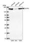 SR-Related CTD Associated Factor 4 antibody, NBP1-88002, Novus Biologicals, Western Blot image 