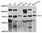 OS9 Endoplasmic Reticulum Lectin antibody, abx126298, Abbexa, Western Blot image 