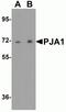 Praja Ring Finger Ubiquitin Ligase 1 antibody, NBP2-81998, Novus Biologicals, Western Blot image 