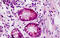 EPH Receptor A3 antibody, MBS248574, MyBioSource, Immunohistochemistry frozen image 
