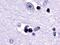 Lysophosphatidic Acid Receptor 1 antibody, NLS211, Novus Biologicals, Immunohistochemistry frozen image 