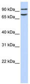 FCH Domain Only 1 antibody, TA333846, Origene, Western Blot image 