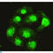 Serine/threonine-protein phosphatase 4 catalytic subunit antibody, LS-C813098, Lifespan Biosciences, Immunofluorescence image 