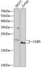 Choriogonadotropin subunit beta antibody, 22-259, ProSci, Western Blot image 