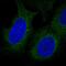 Disco Interacting Protein 2 Homolog B antibody, PA5-65210, Invitrogen Antibodies, Immunofluorescence image 